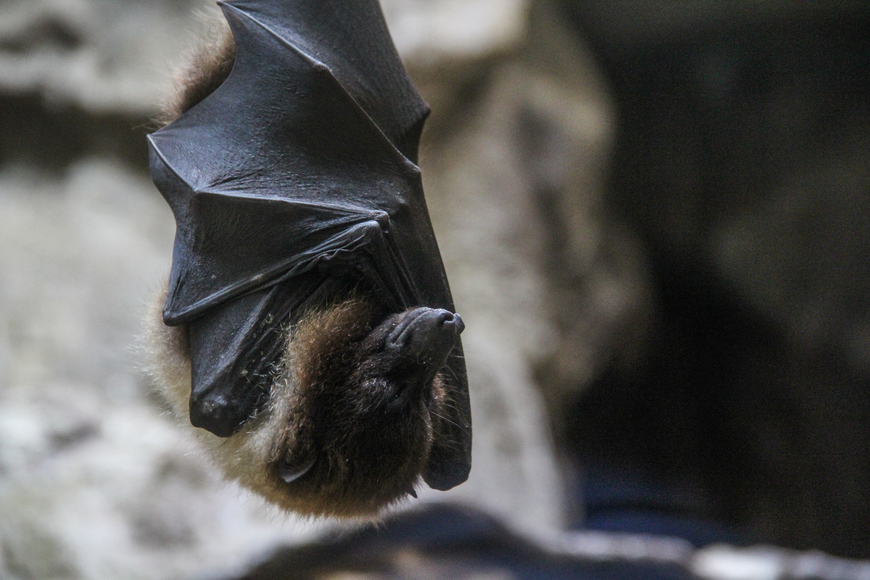 082653closeup-shot-of-sleeping-bat-wrapped-in-its-wings.jpg