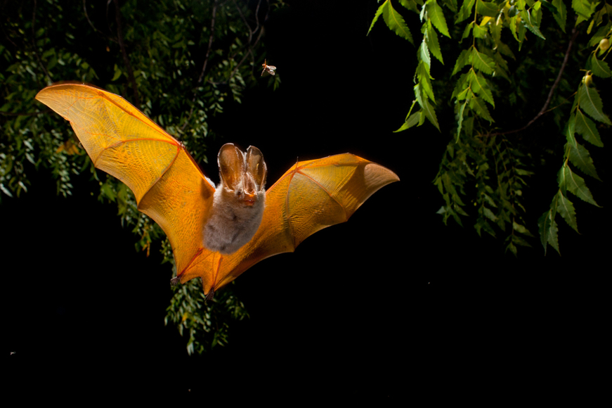 083203expo-chauve-souris_tanguy-stoeckle.jpg