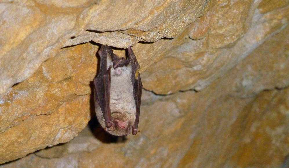 084631164927chauve-souris_web.jpg