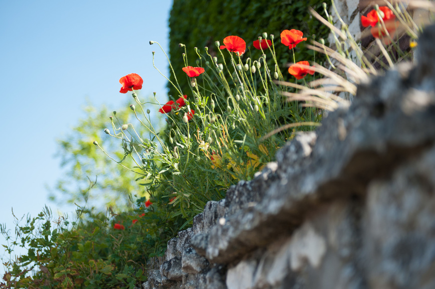 1055026coquelicots.jpg