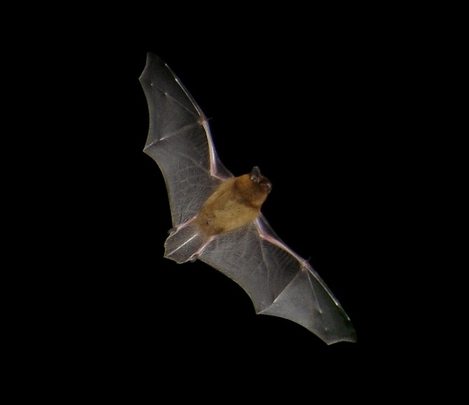 113342pipistrellus_flight2.jpg