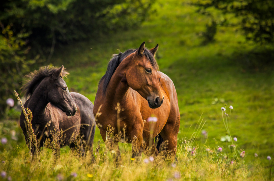 133130chevaux.png