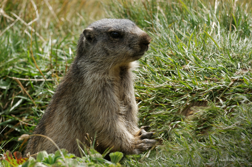 140000093540142619marmottes_web.jpg